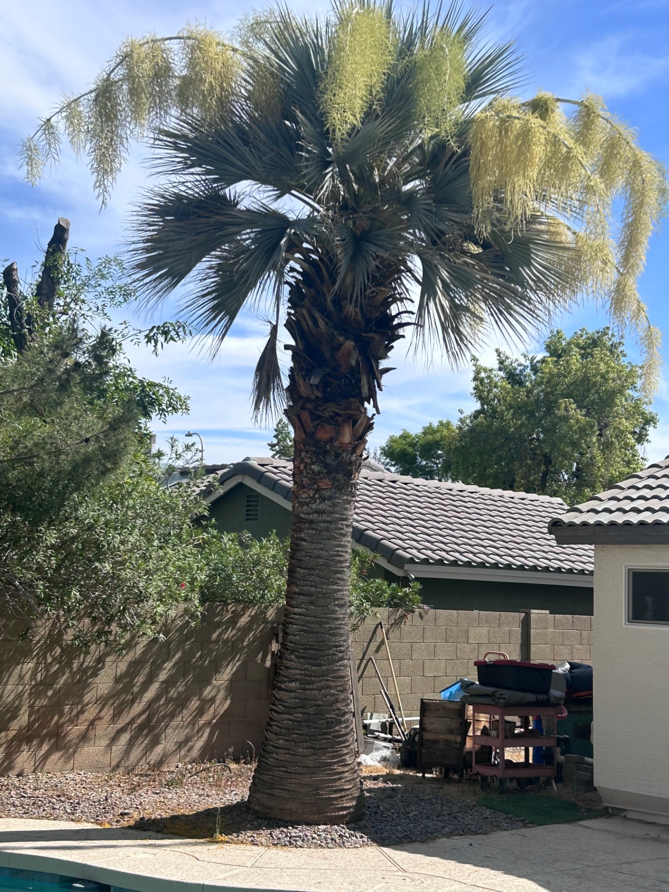 Tall palm tree with overgrown fronds beside a Phoenix home awaiting trimming
