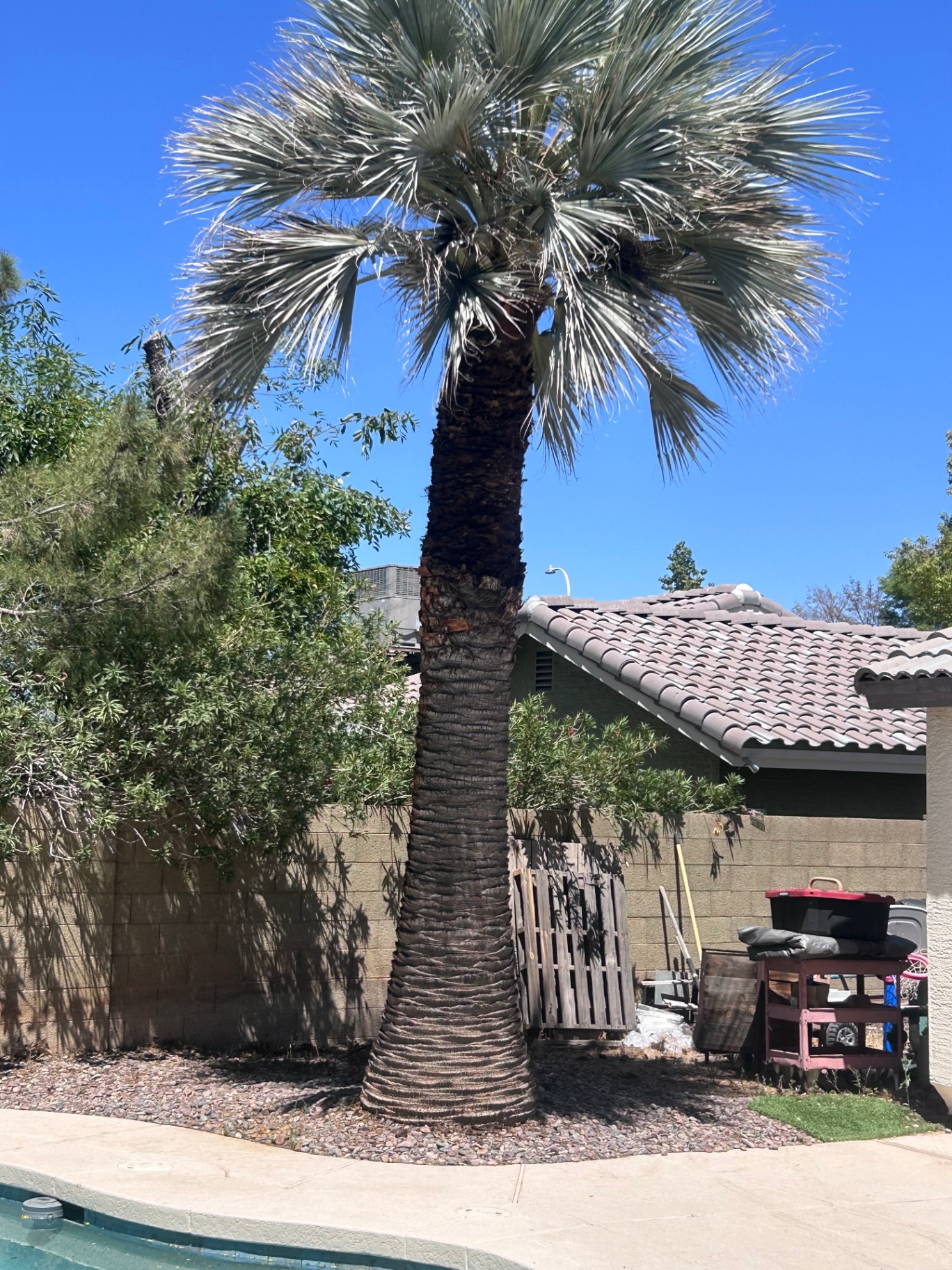 Tall fan palm beside a pool in a Phoenix backyard submitted for service quote