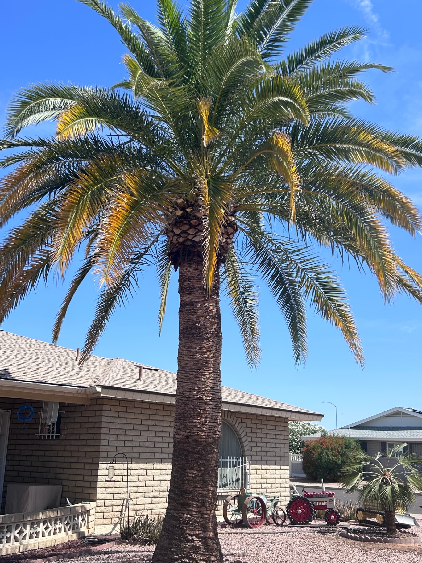 Tall date palm beside a brick Phoenix home submitted for skinning and trim
