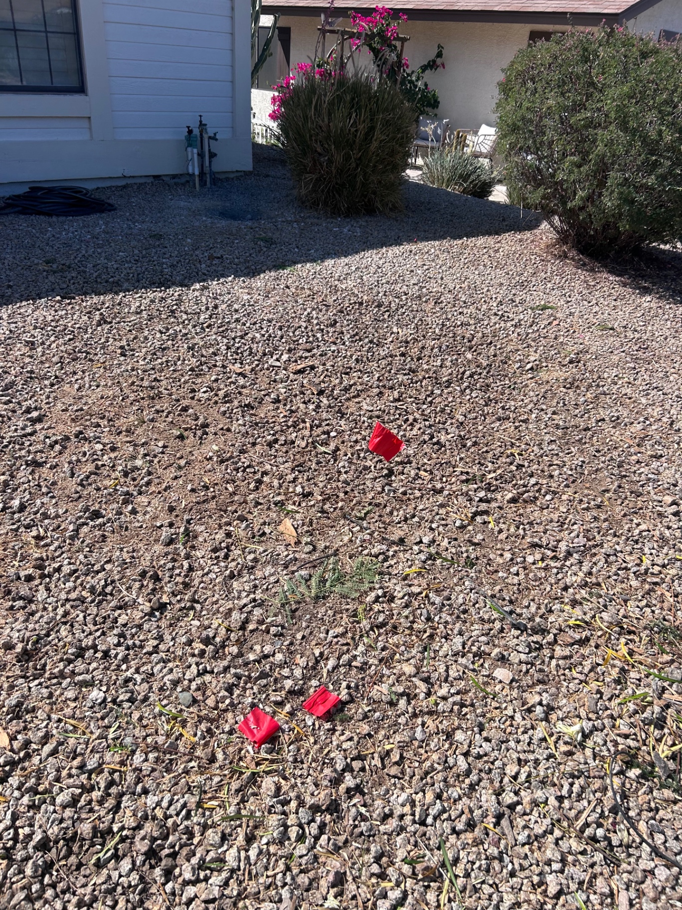 Clean gravel yard after complete mesquite tree removal in Phoenix