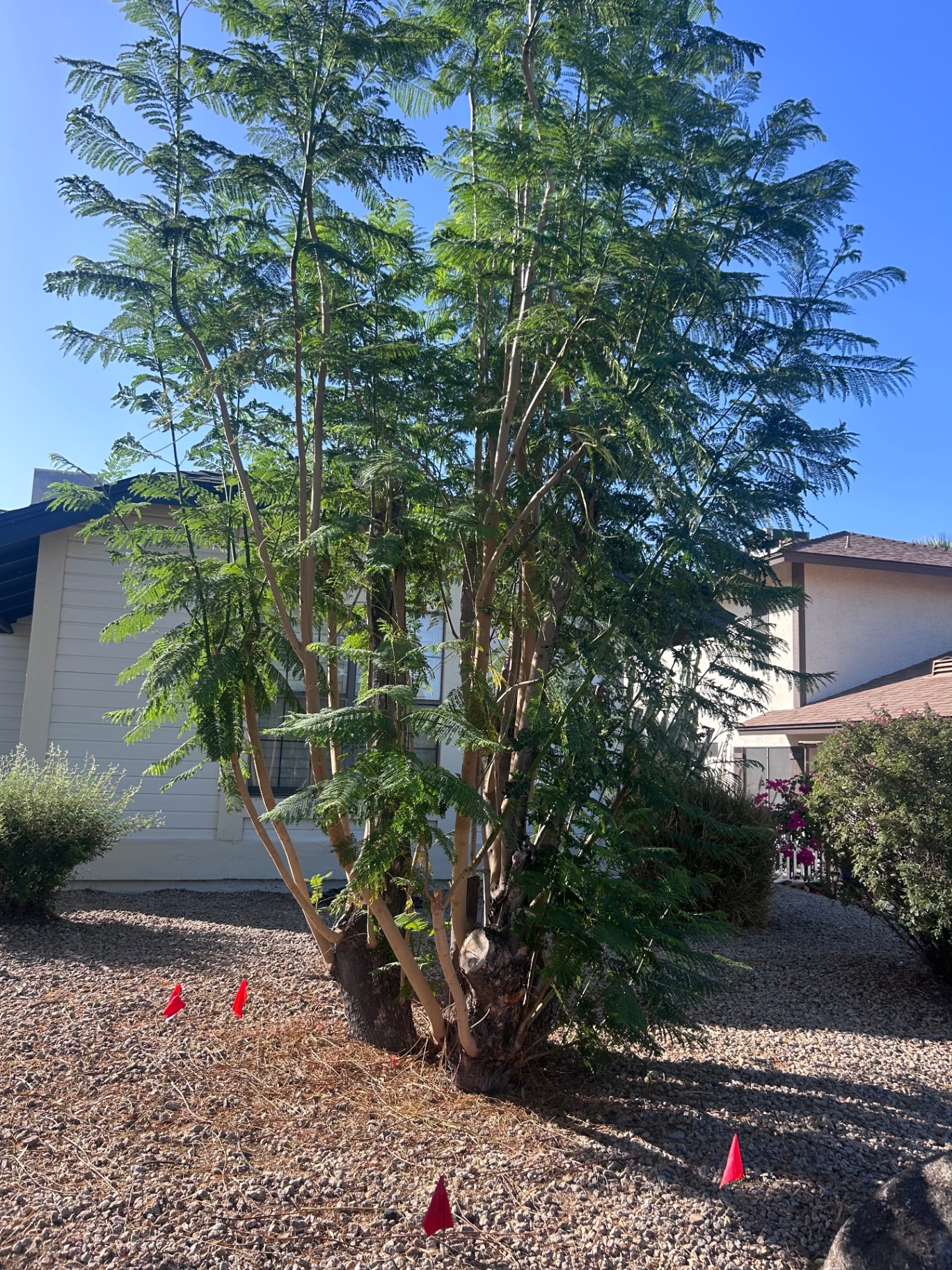 Large mesquite tree marked for removal beside a Phoenix home