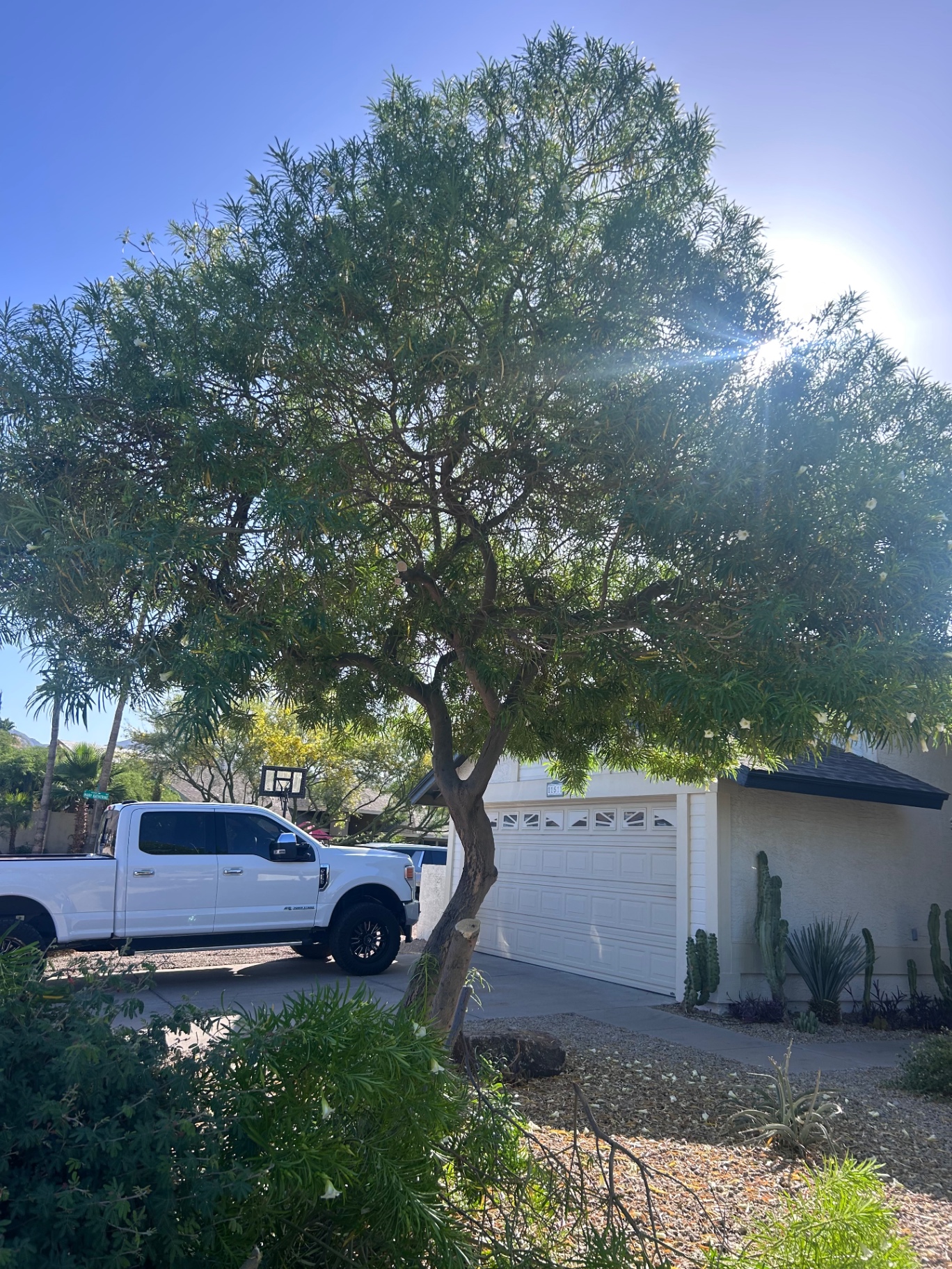 Overgrown tree in front yard of a Phoenix home before removal by Mata Legacy